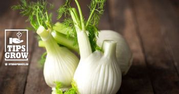 How to grow fennel: in pots, in the vegetable garden or in hydroponics | The Complete Guide